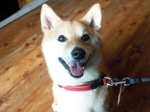 pet1.jpg