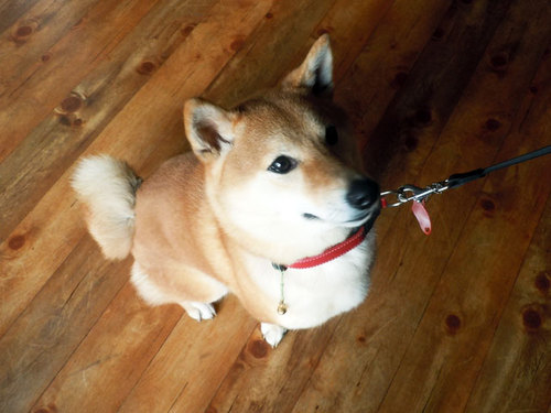 pet2.jpg